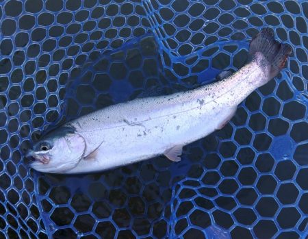 天竜川ルアーフライ専用区